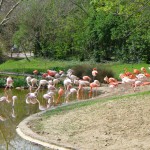 Paryžius. Flamingai