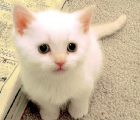 Kačiukas baltas