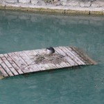 Sirmione pilies kanale kažkokios durys, o ant tų durų kažkoks paukštis lizdą susisuko.