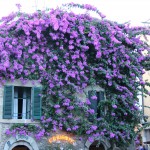 Namas violetiniame vijoklyje