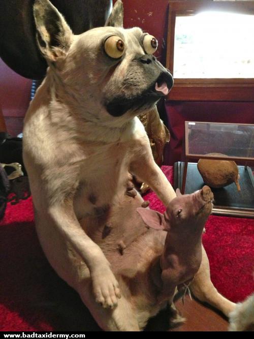 Prancūzų dogas gimdo kiaulę.